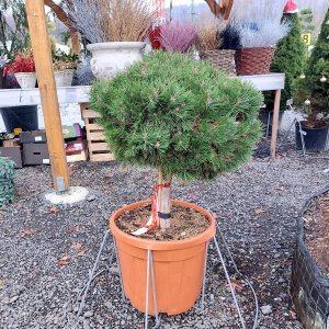 Borovica čierna (Pinus nigra) 'BAMBINO' - kont. C45L, výška: 50-60 cm,  - NA KMIENKU